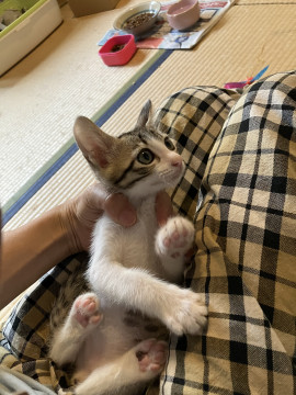 生後2ヶ月の子猫キジシロオス