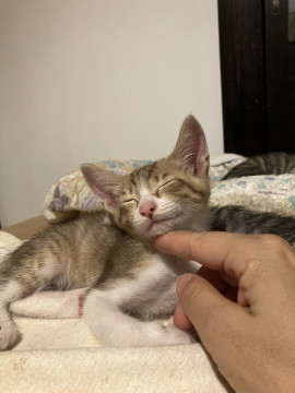 生後2ヶ月の子猫茶色っぽいキジシロオス