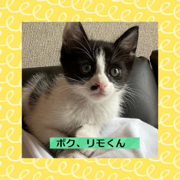ぼく、リモくんだよ5/13生まれ