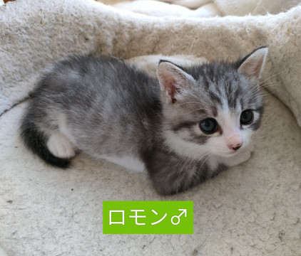 薄いサバシロくん