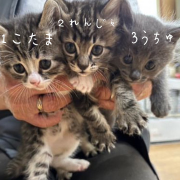 1.鼻ピンクが可愛い子猫♂函館札幌