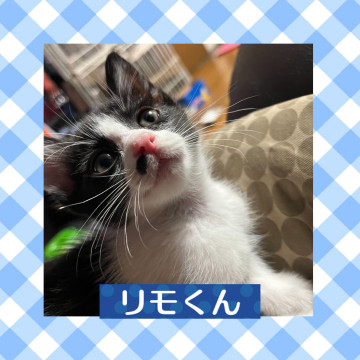 相談中❤️リモくん 5/13生まれ