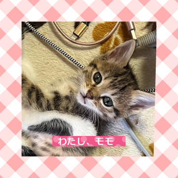 相談中❤️可愛いモモちゃん5/13生