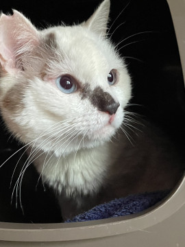 多頭飼育崩壊のAの子⑤優しいおじさん