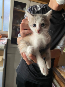 空き家で暮らす子猫達(写りより小ちゃい)