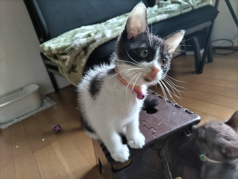 きょとん顔のハチワレちゃん