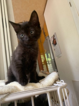 人懐こい黒猫 避妊済