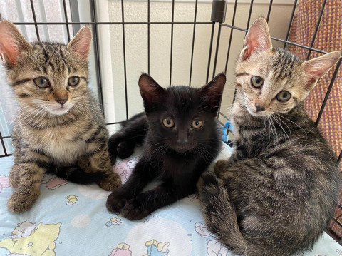 ごきげんで超かわいい仔猫3兄妹