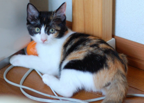 人慣れ抜群の美猫のミケ、できれば兄妹で