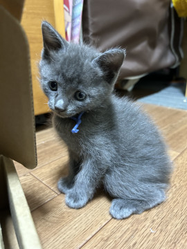 キョトン顔が可愛い仔猫