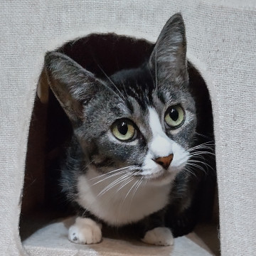 とっても物静かで人懐っこいヤンママちゃん
