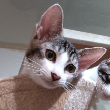 1匹飼いOK!おヒザ抱っこの甘えん坊さん