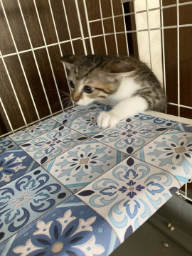 美人ですよー