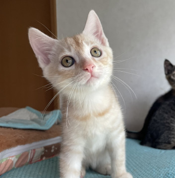 見ているととろけちゃう可愛さパステル茶虎