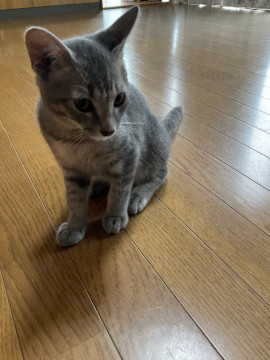 小柄なチーたん