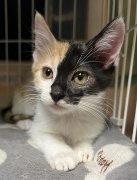 柄が個性的美猫★人懐っこミケ女子