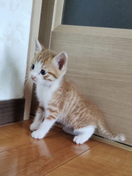 22日譲渡会参加予定。乱太郎くん
