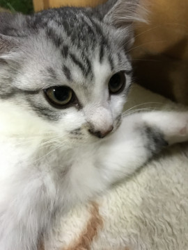 美人なハチワレ猫さま