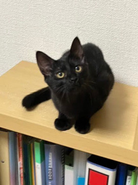 黒猫の子猫です(フクちゃん)