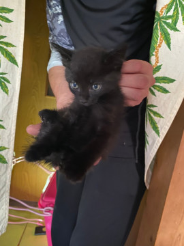 1匹だけ残ってしまった優しいクロちゃん