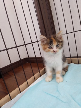 かわいいミケ猫ちゃん