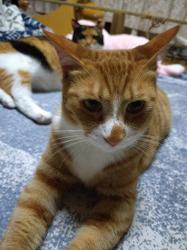 かわいい さんた