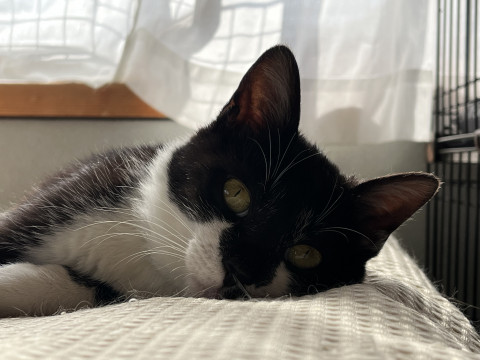 甘えたサンの男の子