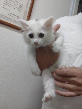 ふわふわ真っ白な美少年