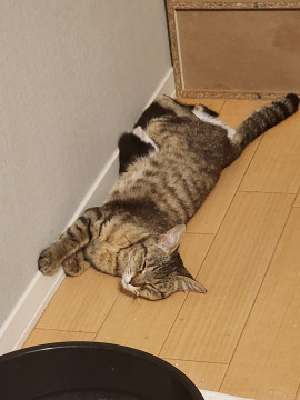 人懐こいキジトラちゃん