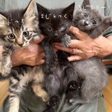 1.もふもふイケメン子猫(オス)函館札幌