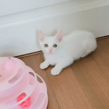 【うるうるお目目】チャーミングな白猫くん