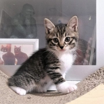 白ソックスを履いた子猫(1.5ヶ月)