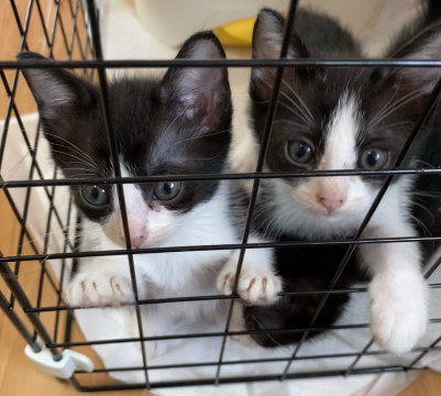 4匹の仲良し兄妹猫です!