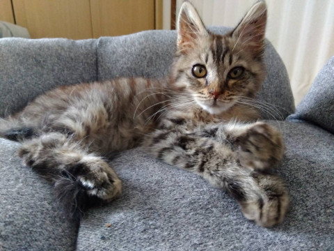 人懐っこい甘えん坊なキジトラの子猫