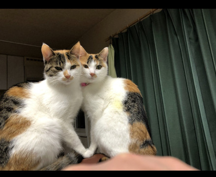 美人猫姉妹