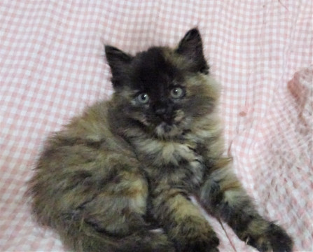 ふさふさ長毛さび猫の、メロディーちゃん