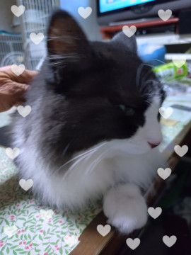 ちょいわがままなお嬢さま猫