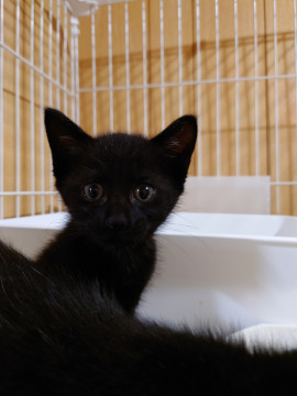 おっとり甘えん坊な黒猫君