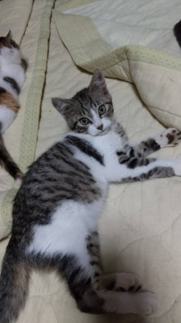 いつもべったり まめ