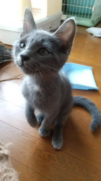 おっとりだけど とら