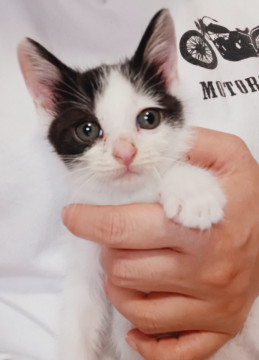遊ぶの大好きな生後2ヶ月の猫ちゃん^^