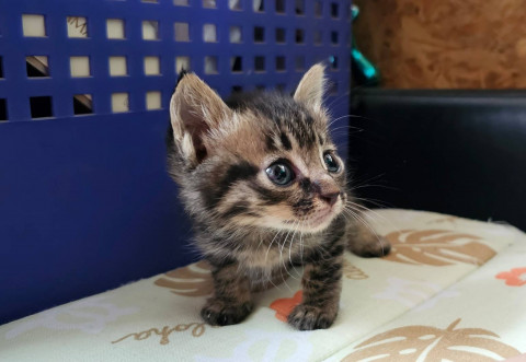 400グラムキジトラちゃん兄妹