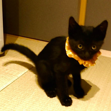 声も可愛い黒猫の男の子