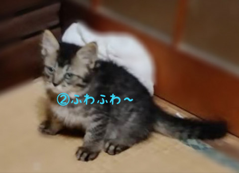 ②長毛ふわふわ男の子