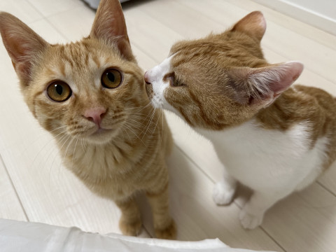 猫の兄弟