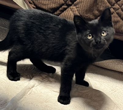 黒猫のこねこ