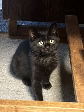 シャイな黒子猫