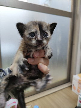 ウルウル瞳が可愛いサビ猫ちゃん