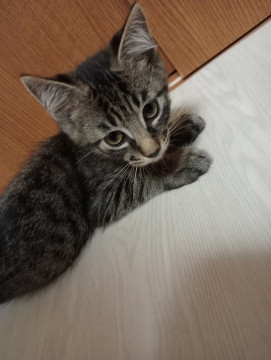可愛いキジトラ 男の子