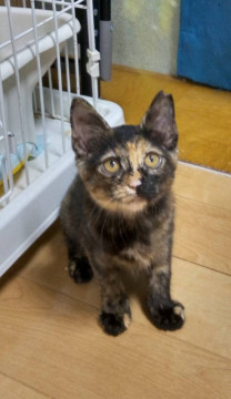 とても綺麗な サビ三毛のセラちゃん